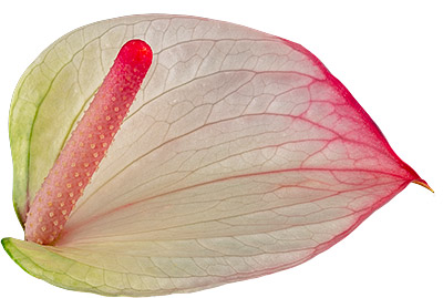 bloemgrootte: 1002509