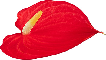 bloemgrootte: 1000362