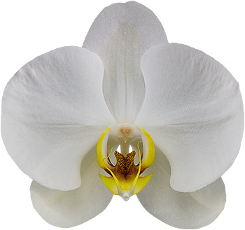 tamaño de la flor: 1019371