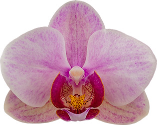 flower size: 1002847