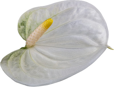 bloemgrootte: 1003510