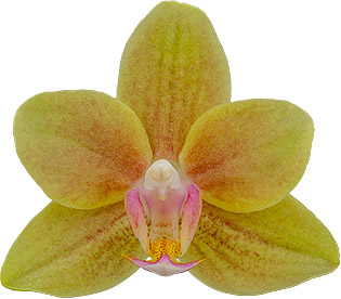 tamanho da flor: 255470