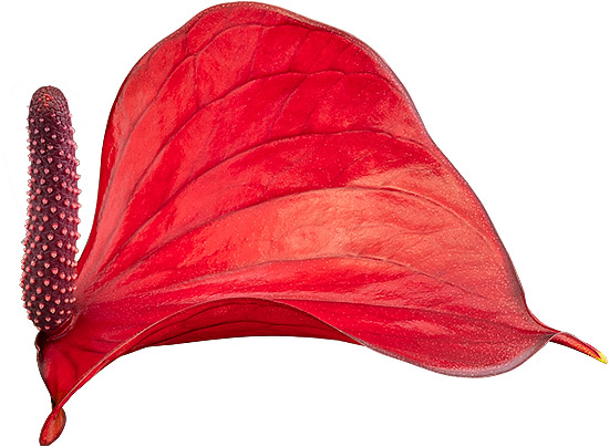 bloemgrootte: 2001165