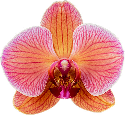 flower size: 1020497