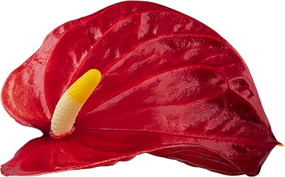 bloemgrootte: 1006169