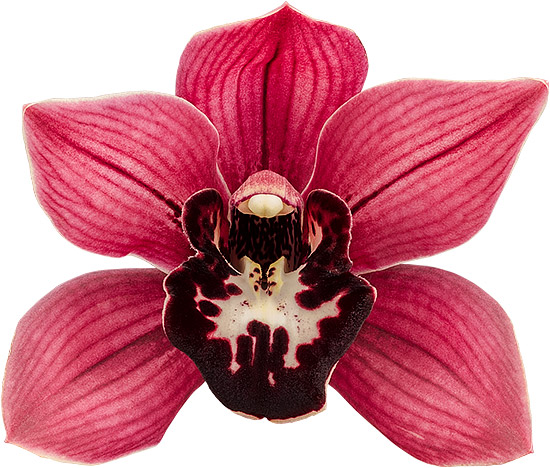 flower size: 8778
