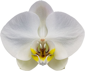 bloemgrootte: 1019345