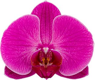 bloemgrootte: 335453