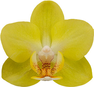 bloemgrootte: 1003055