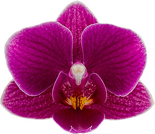 tamaño de la flor: 235382