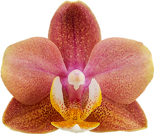 flower size: 1006569