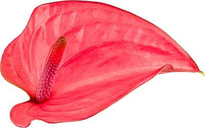 bloemgrootte: 1007358