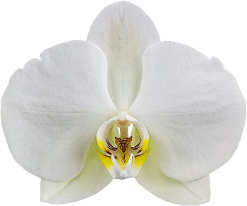 tamaño de la flor: 1002806