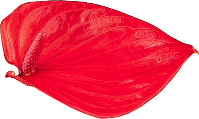 bloemgrootte: Umbraco.Cms.Web.Common.PublishedModels.DtFlowerSize