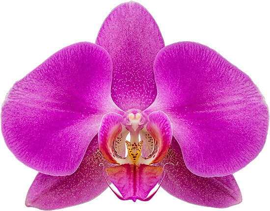 bloemgrootte: 1021587