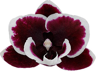 bloemgrootte: 1009492