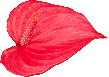 bloemgrootte: 1002612