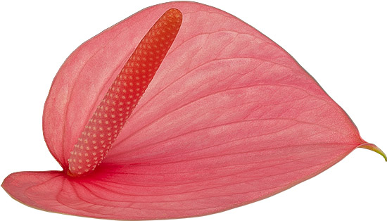 bloemgrootte: 2001689