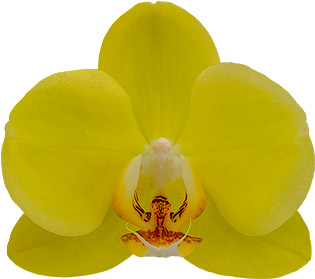 bloemgrootte: 354605