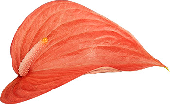 bloemgrootte: 1001032