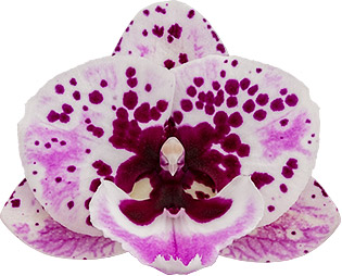 bloemgrootte: 315118