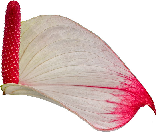 bloemgrootte: 2000796