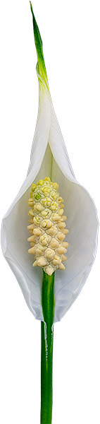 bloemgrootte: 1011587