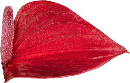 bloemgrootte: 1006786