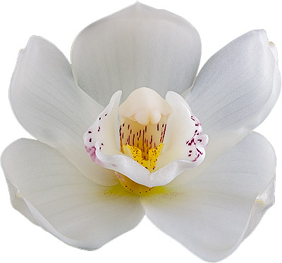 tamaño de la flor: 8638