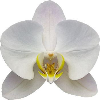 tamaño de la flor: 1016616