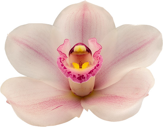 tamanho da flor: 8665