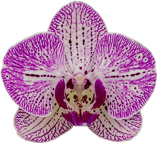 tamaño de la flor: 315075