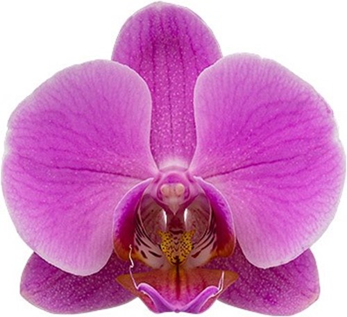 tamaño de la flor: 1017526