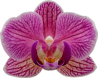 bloemgrootte: 235366