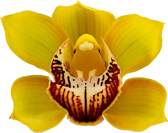 bloemgrootte: 8779