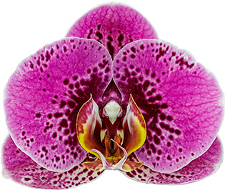 tamaño de la flor: 314871