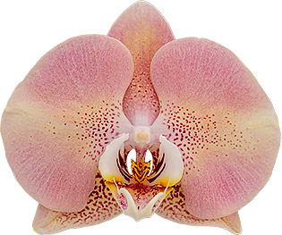 bloemgrootte: 314604