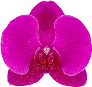 flower size: 335126