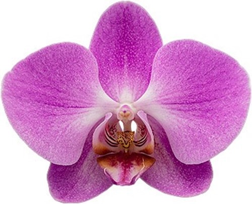 bloemgrootte: 1017525