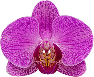 tamaño de la flor: 335260