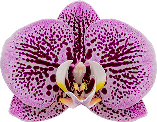 bloemgrootte: 314918