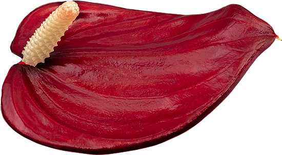 bloemgrootte: 1007741