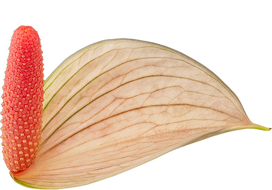 tamanho da flor: 2001472