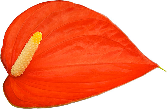 bloemgrootte: 2001390